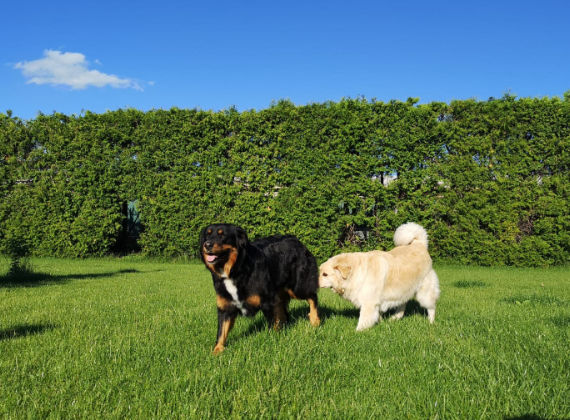 Charlys Hundezentrum