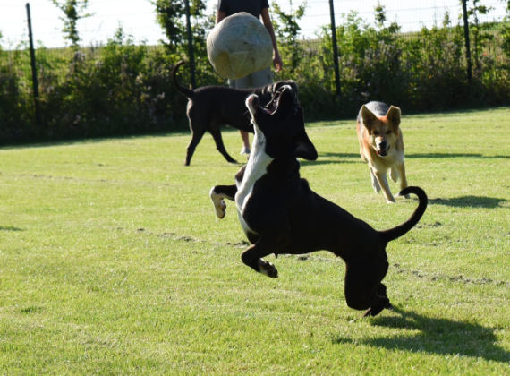 Charlys Hundezentrum