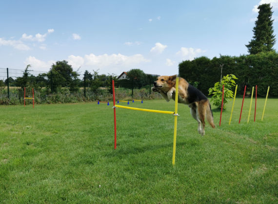 Charlys Hundezentrum