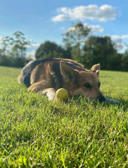 Hund in der HUTA