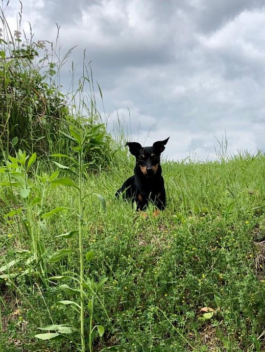 Hund am Spielen in der HUTA