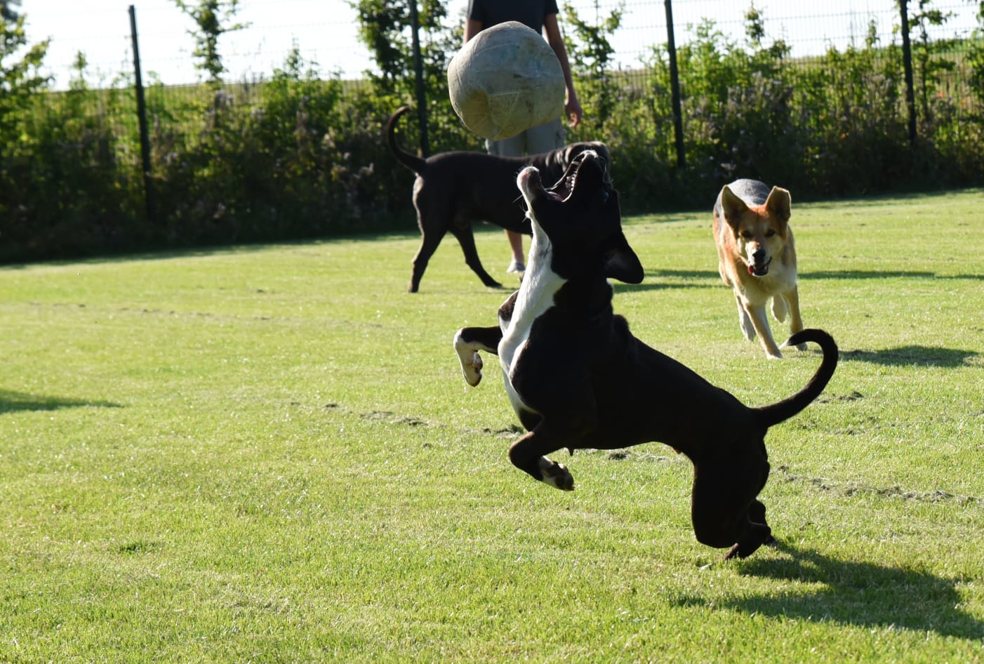 Hunde am Spielen in der Hundepension